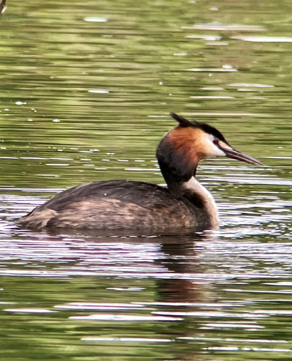 Great Crested Grebe - ML621095025