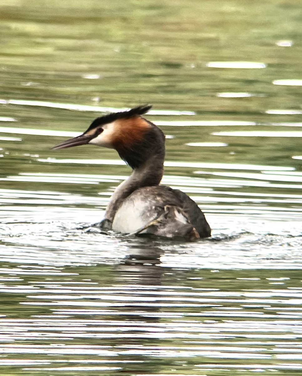 Great Crested Grebe - ML621095026