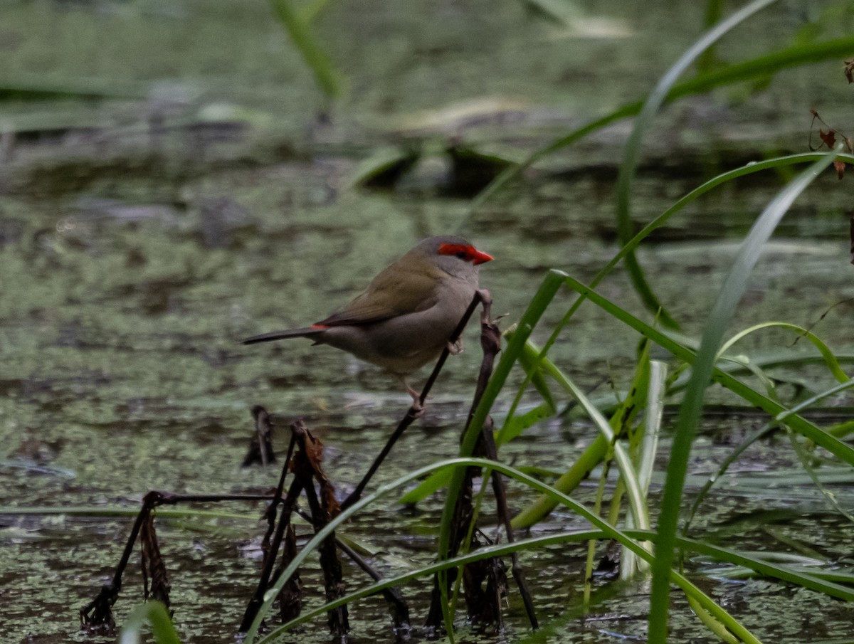 Red-browed Firetail - ML621095038