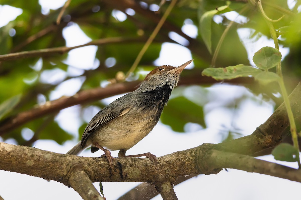 Cambodian Tailorbird - ML621095049