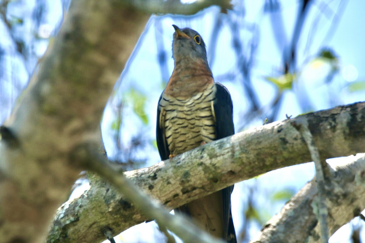 Red-chested Cuckoo - ML621095059