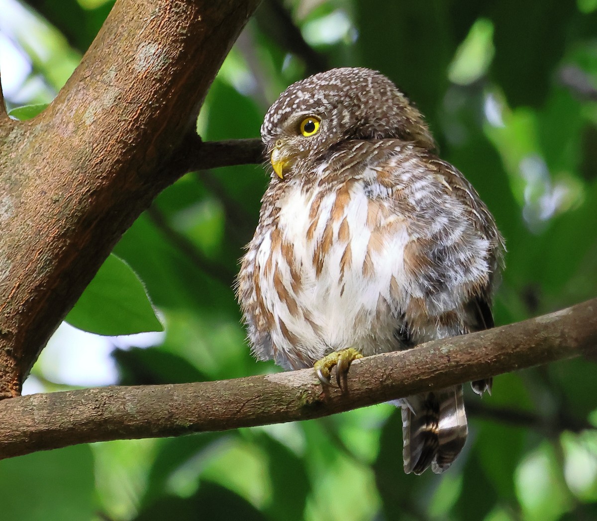 Collared Owlet - ML621095076