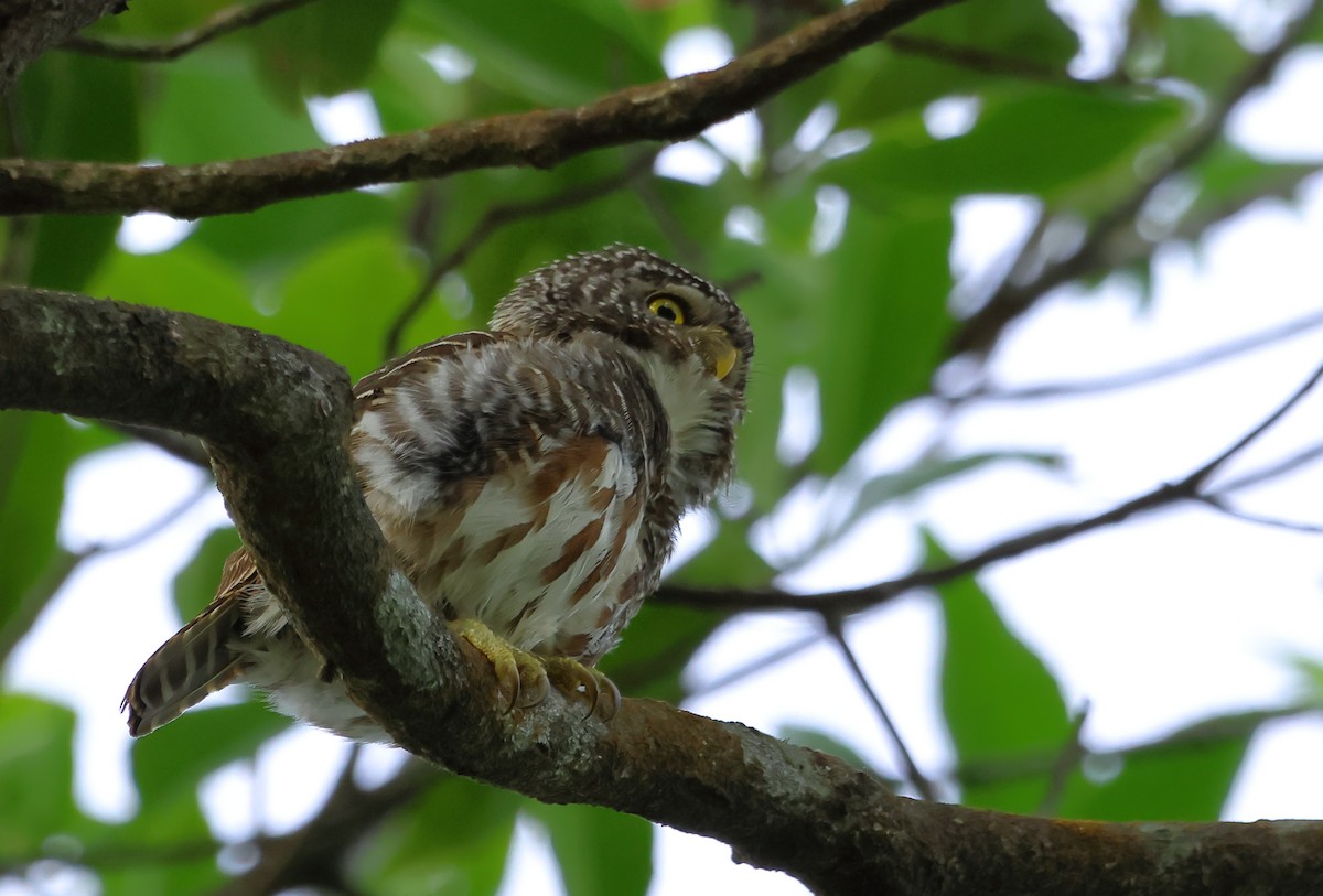 Collared Owlet - ML621095077