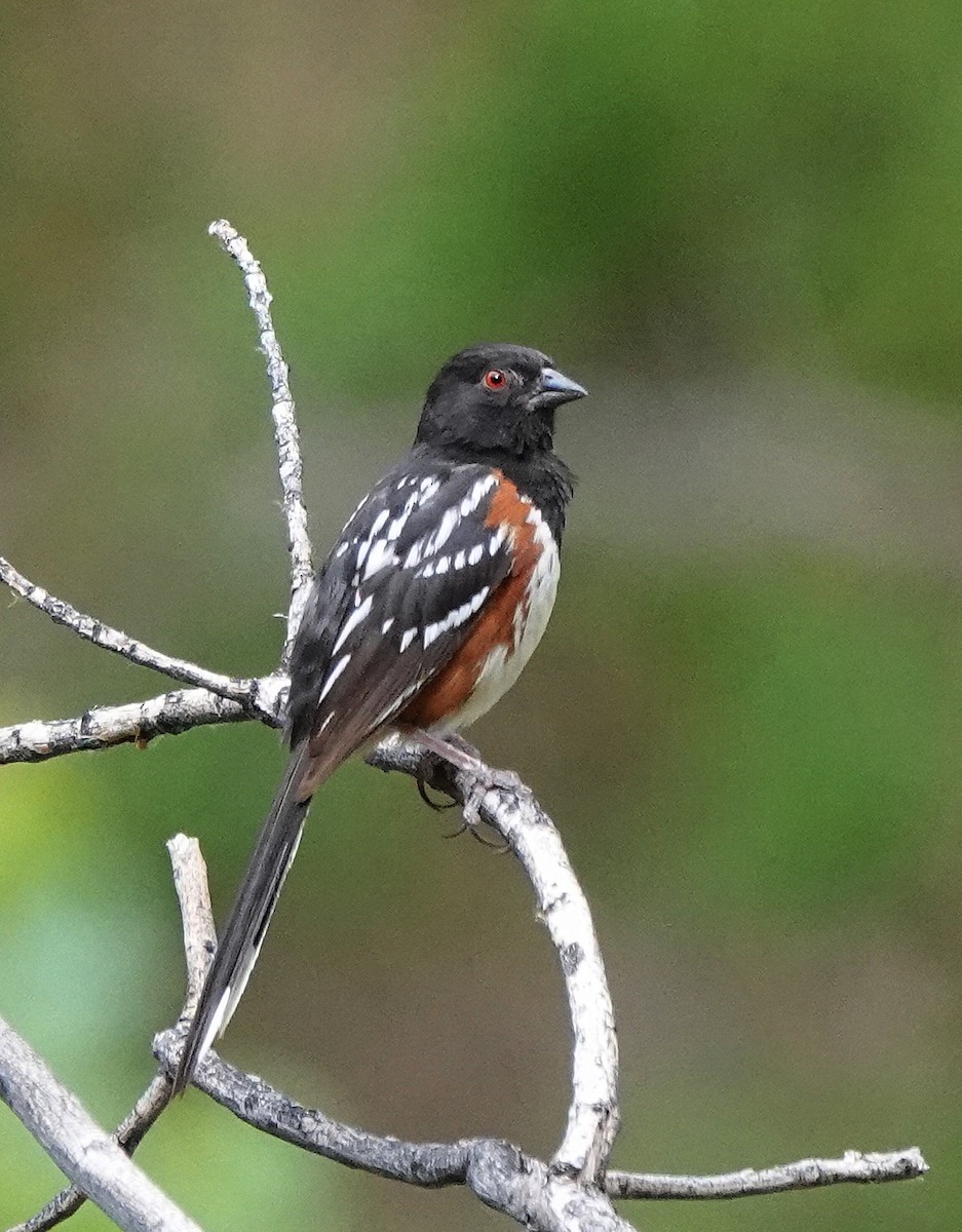 Spotted Towhee - ML621095137