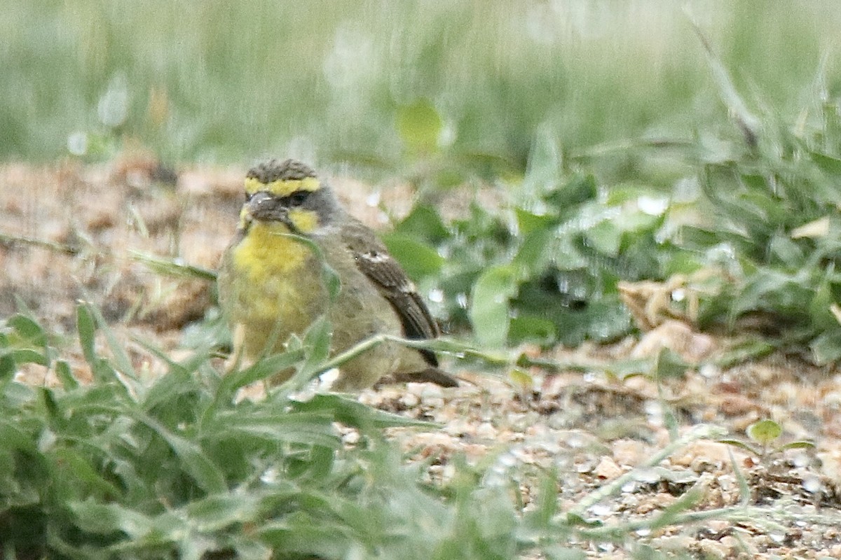 Yellow-fronted Canary - ML621095146