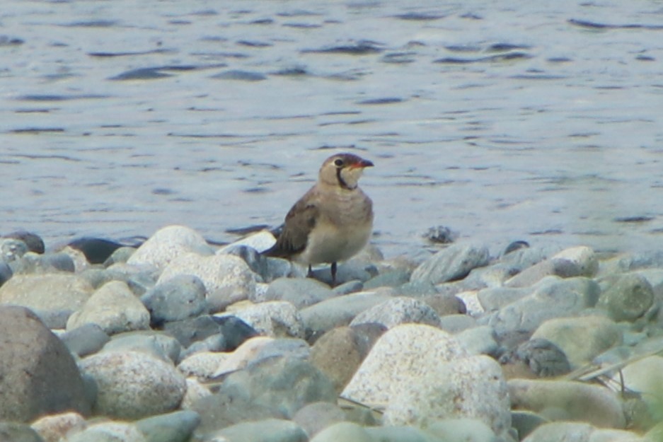 Oriental Pratincole - ML621095148