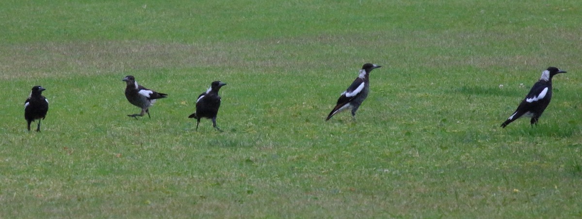 Australian Magpie (Black-backed) - ML621095197
