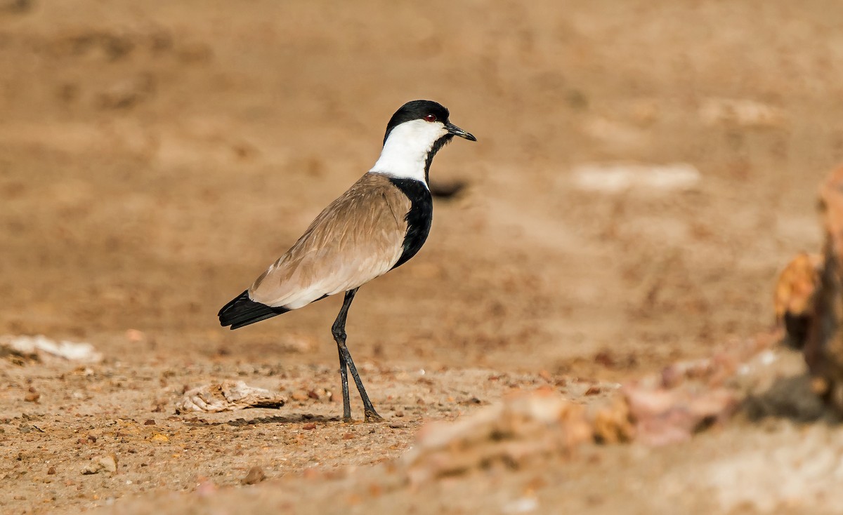 Spur-winged Lapwing - ML621095211