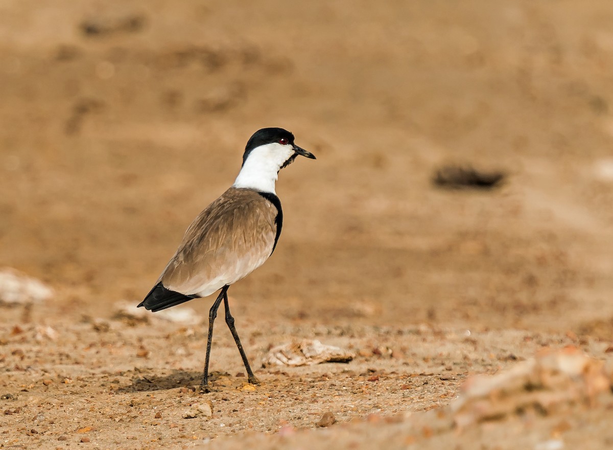Spur-winged Lapwing - ML621095212