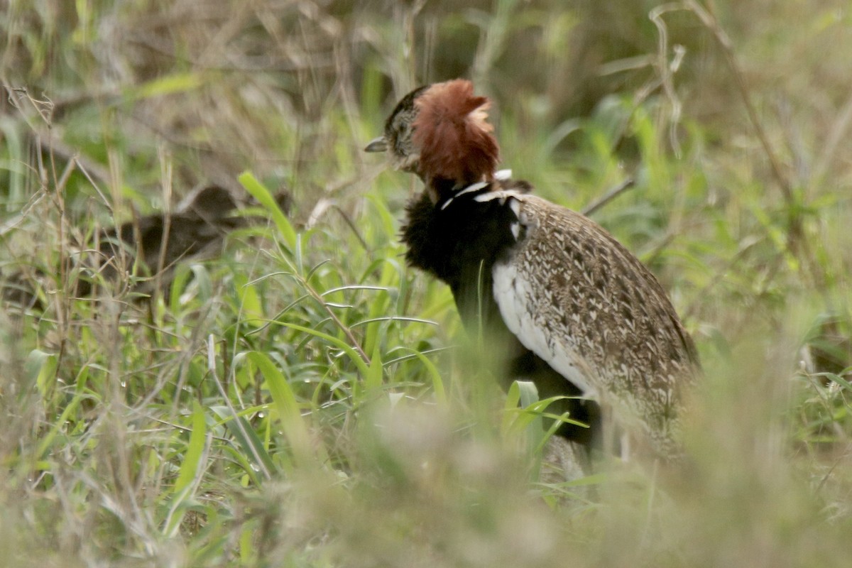 Red-crested Bustard - ML621095243