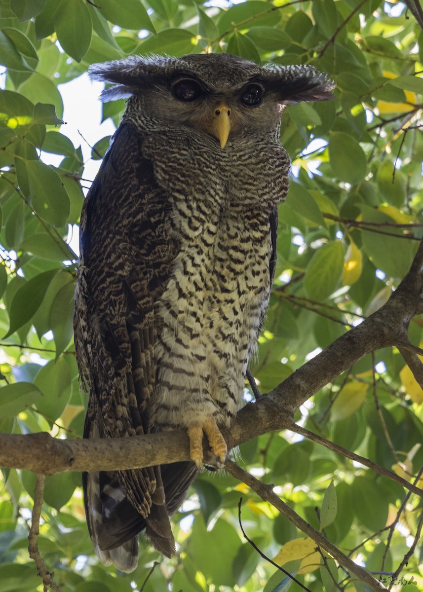 Barred Eagle-Owl - ML621095265