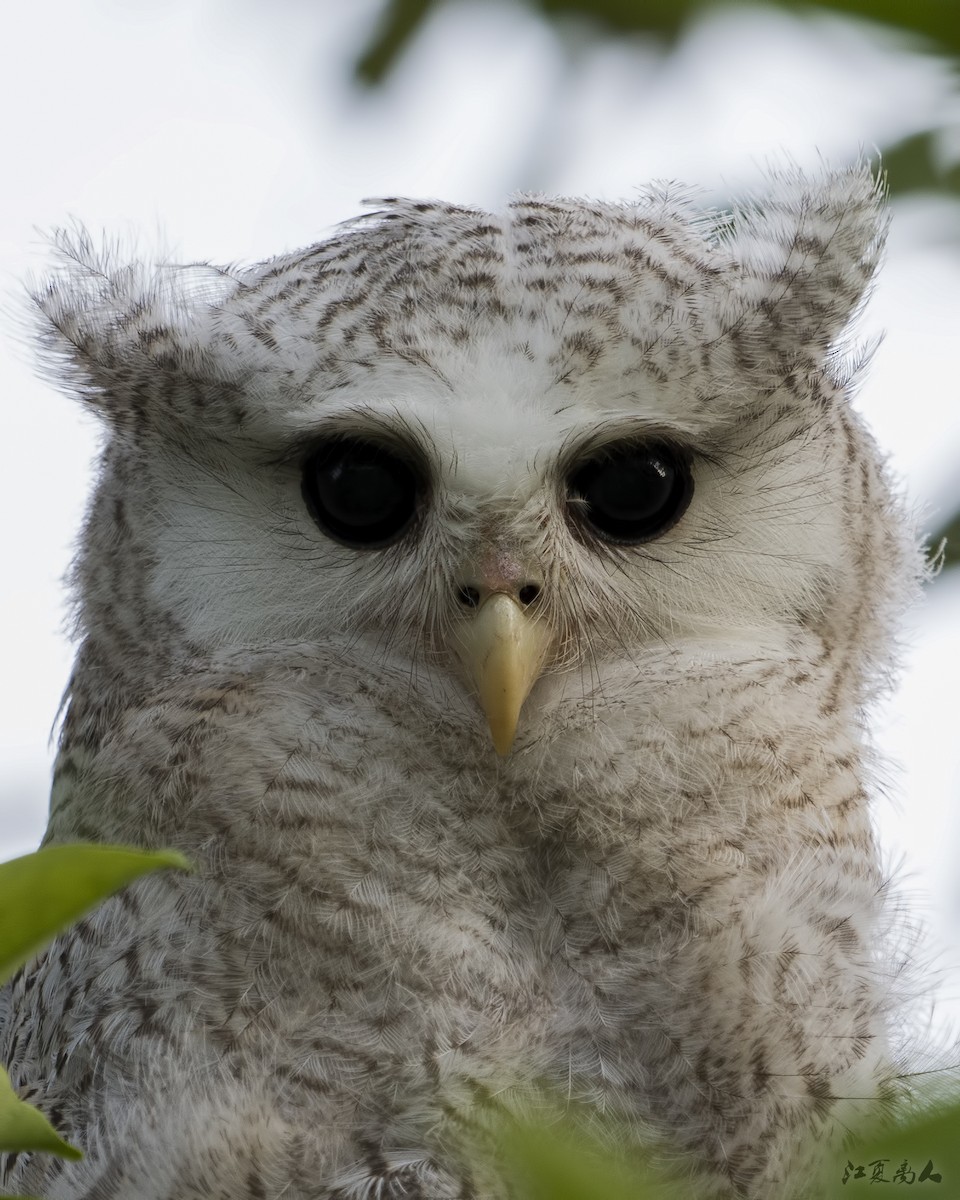 Barred Eagle-Owl - ML621095266