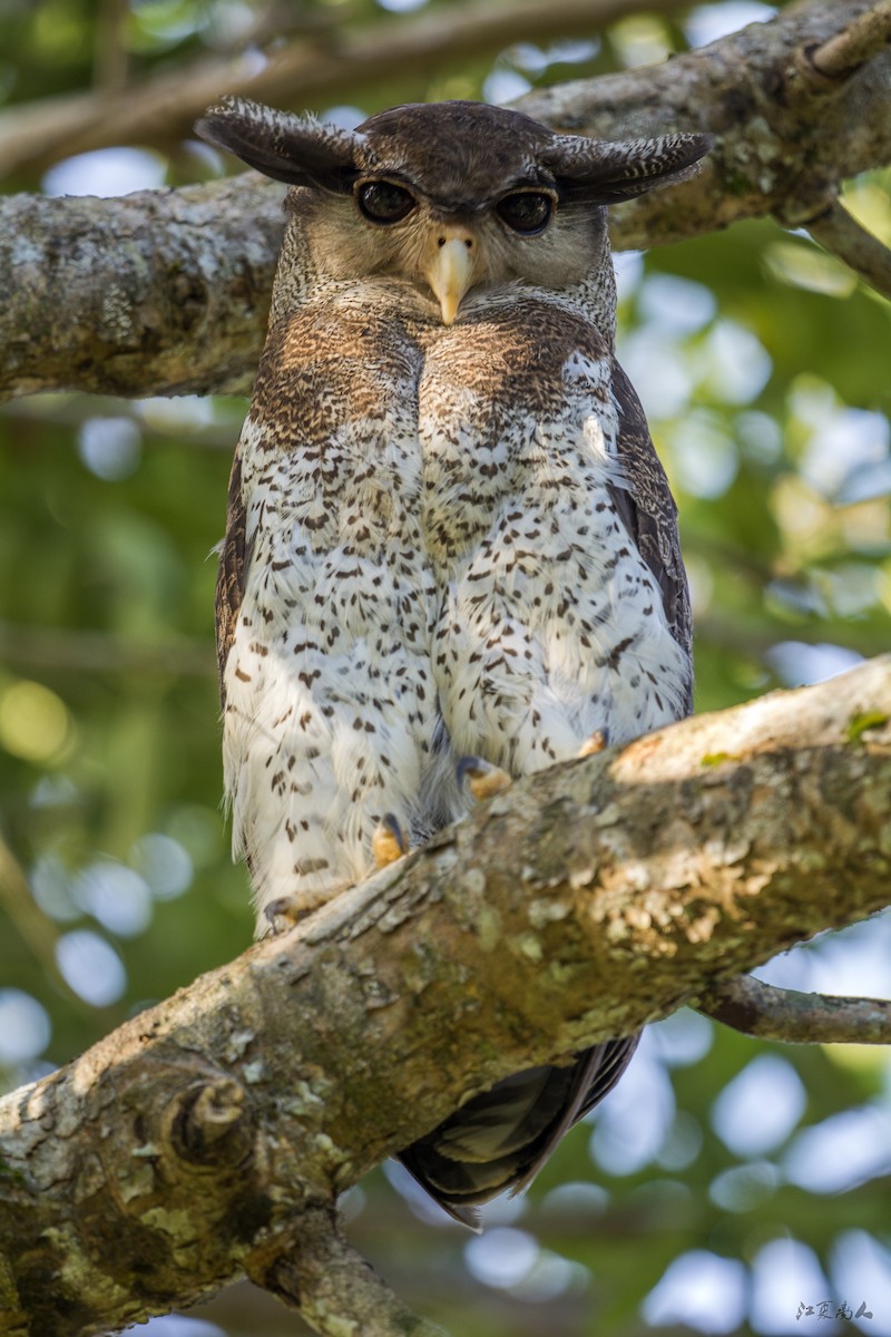 Barred Eagle-Owl - ML621095269