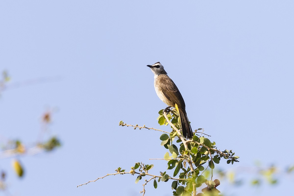 Yellow-vented Bulbul - ML621095281