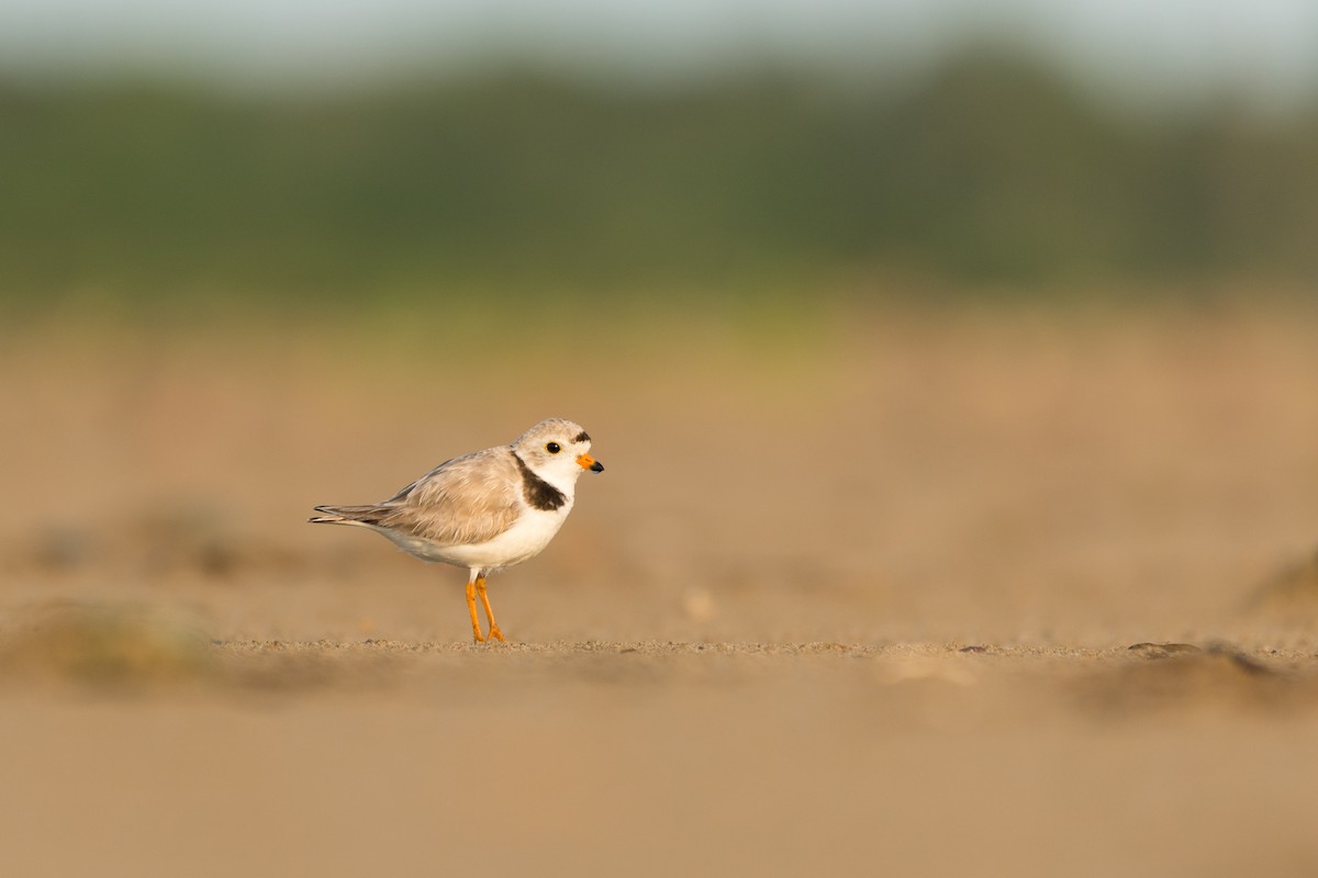 Piping Plover - ML621095309