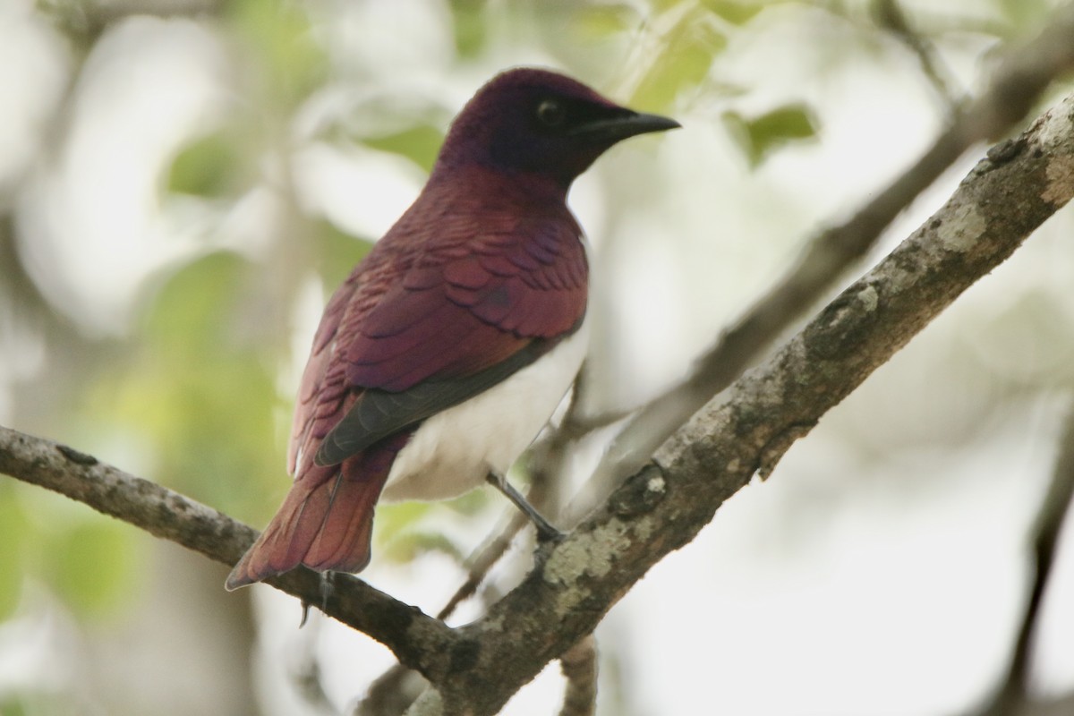 Violet-backed Starling - ML621095315