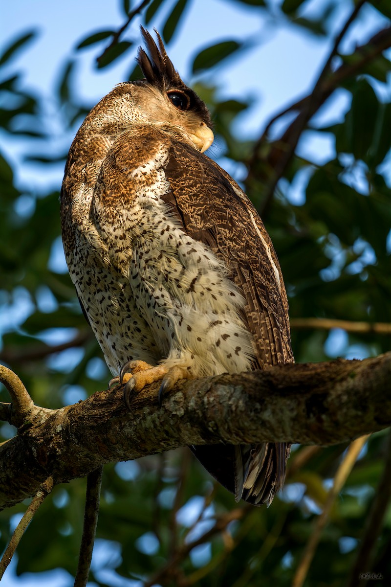 Barred Eagle-Owl - ML621095329