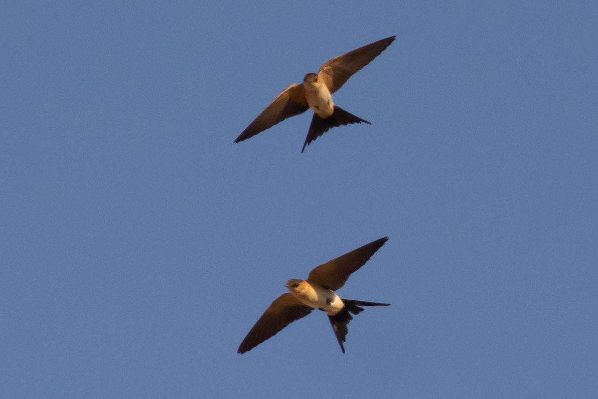 Red-rumped Swallow - ML621095336