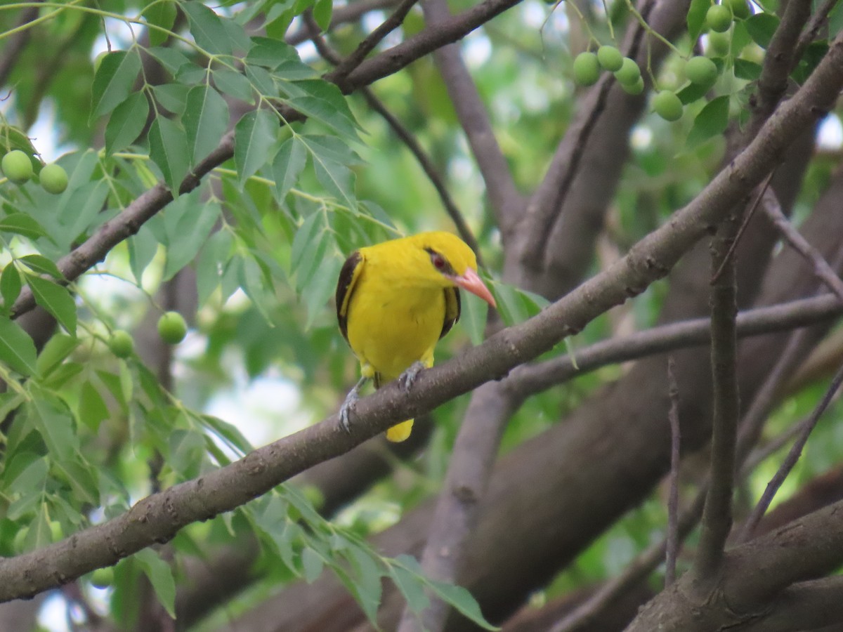 Indian Golden Oriole - ML621095338