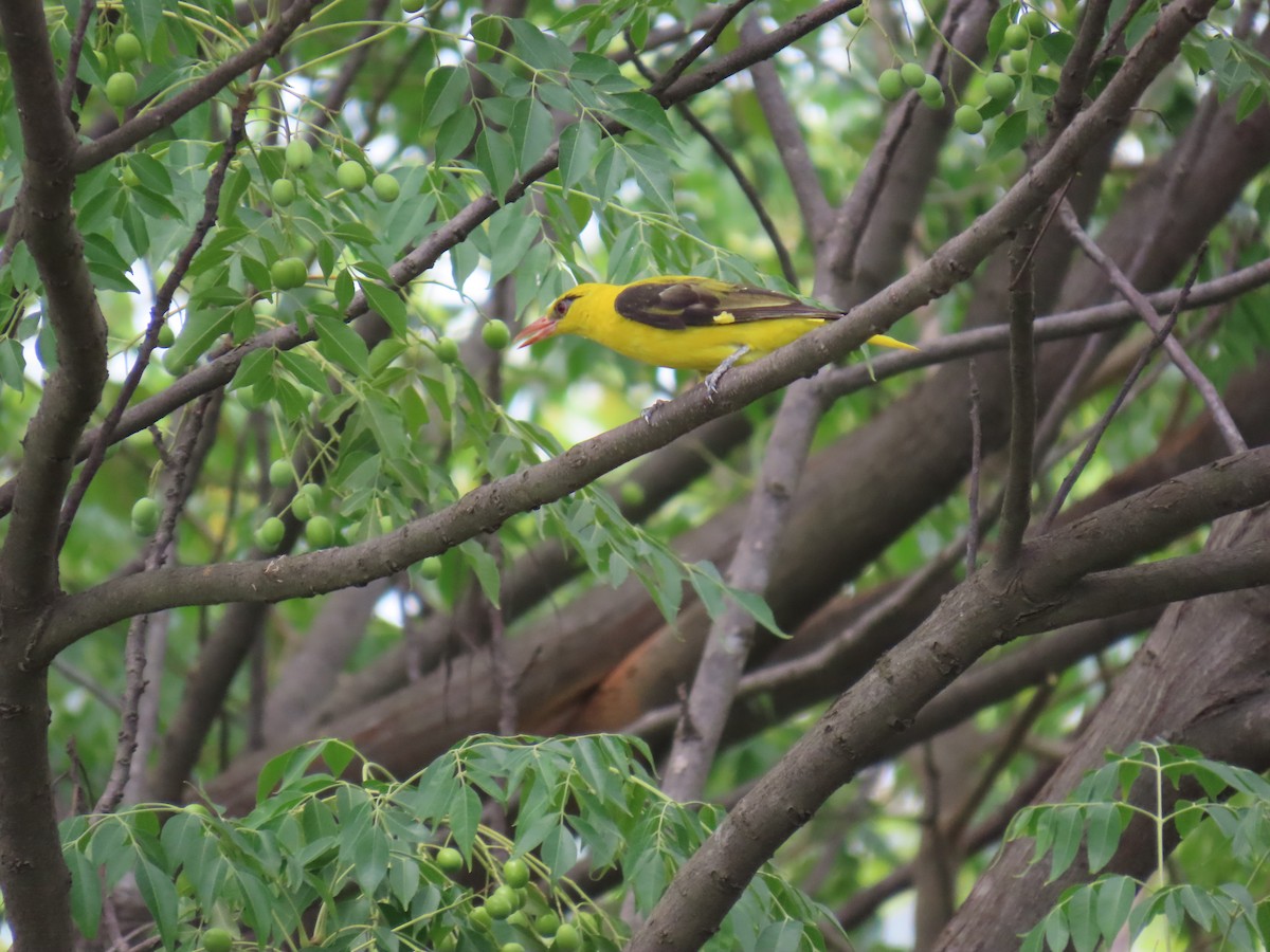 Indian Golden Oriole - ML621095339