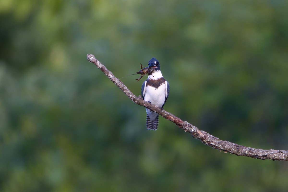 Belted Kingfisher - ML621095358
