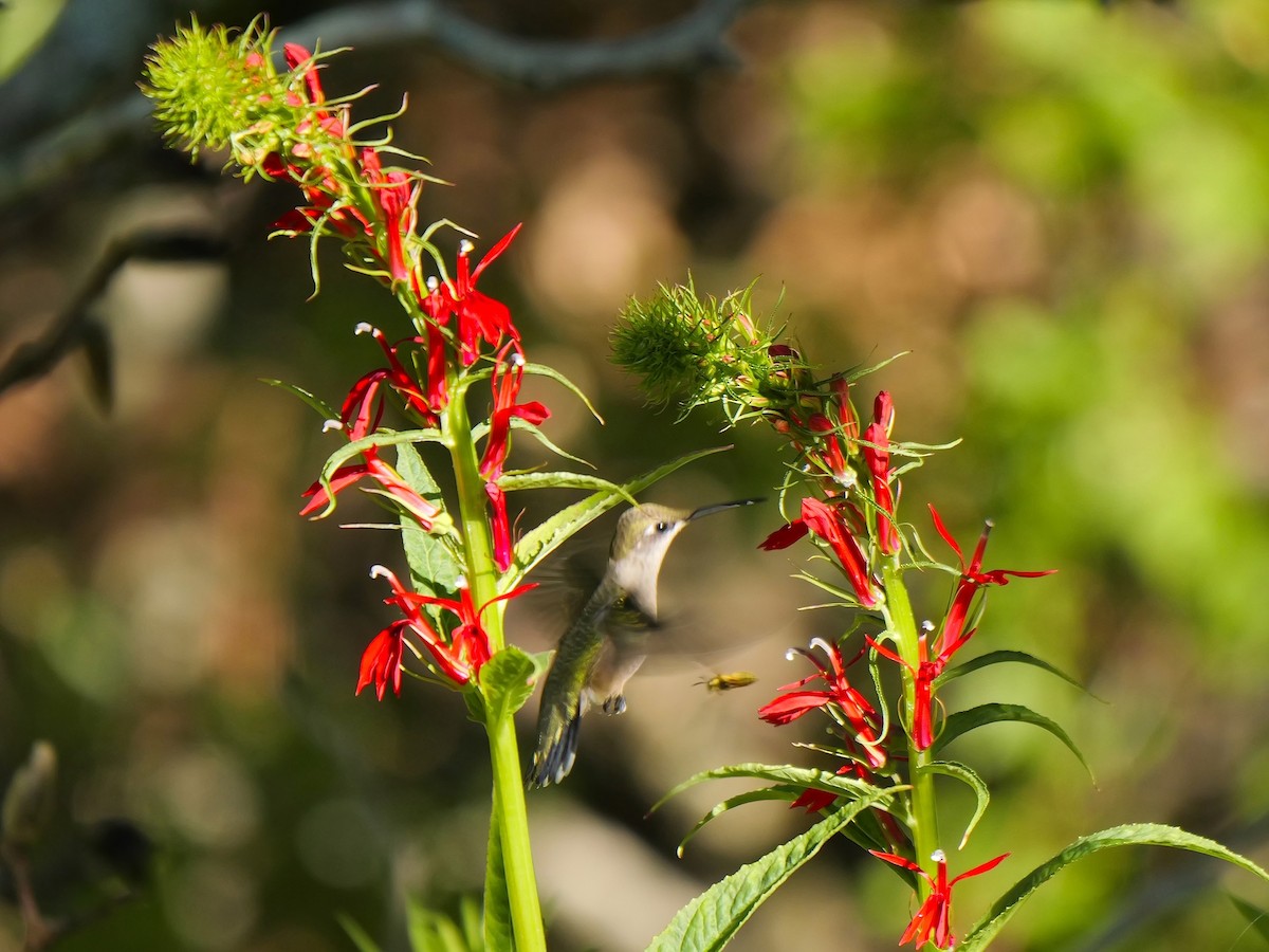 Ruby-throated Hummingbird - ML621095393