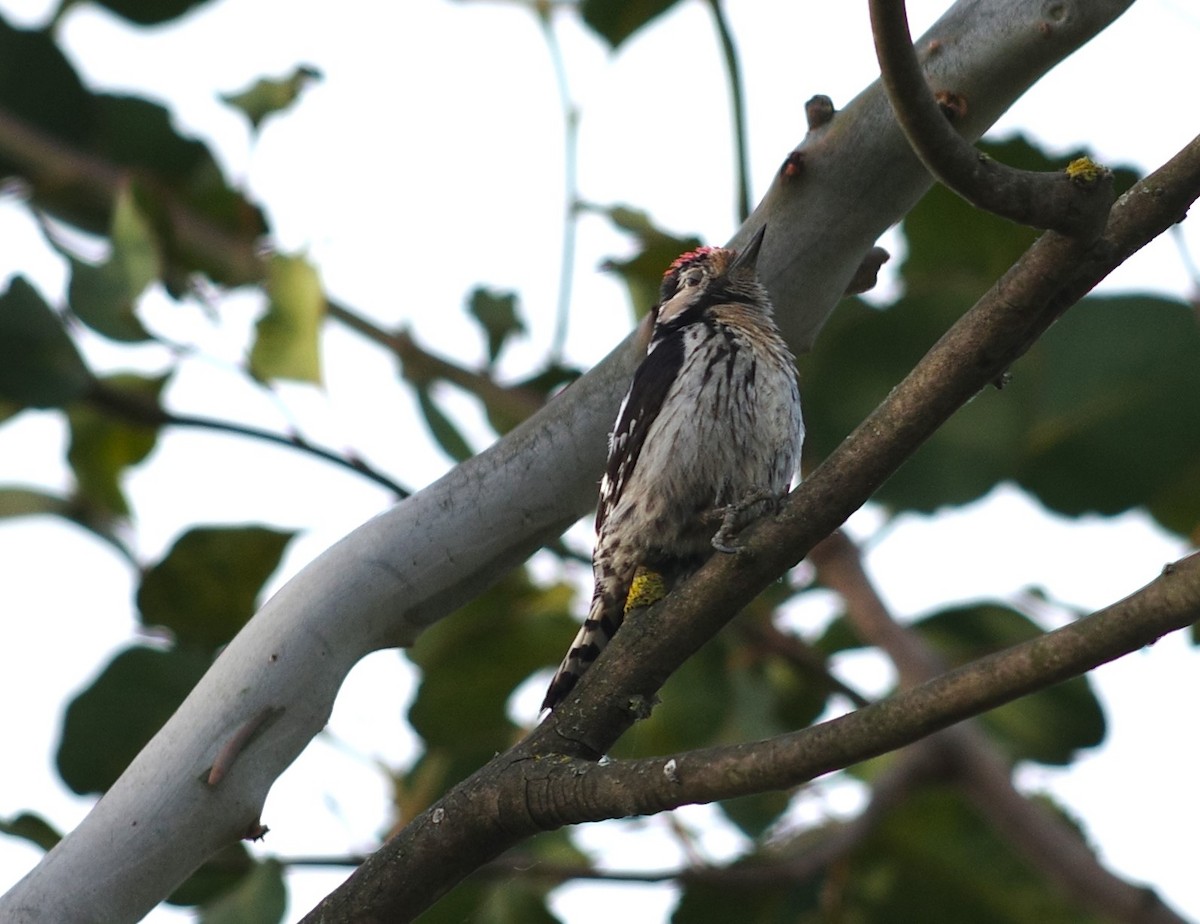 Lesser Spotted Woodpecker - ML621095403
