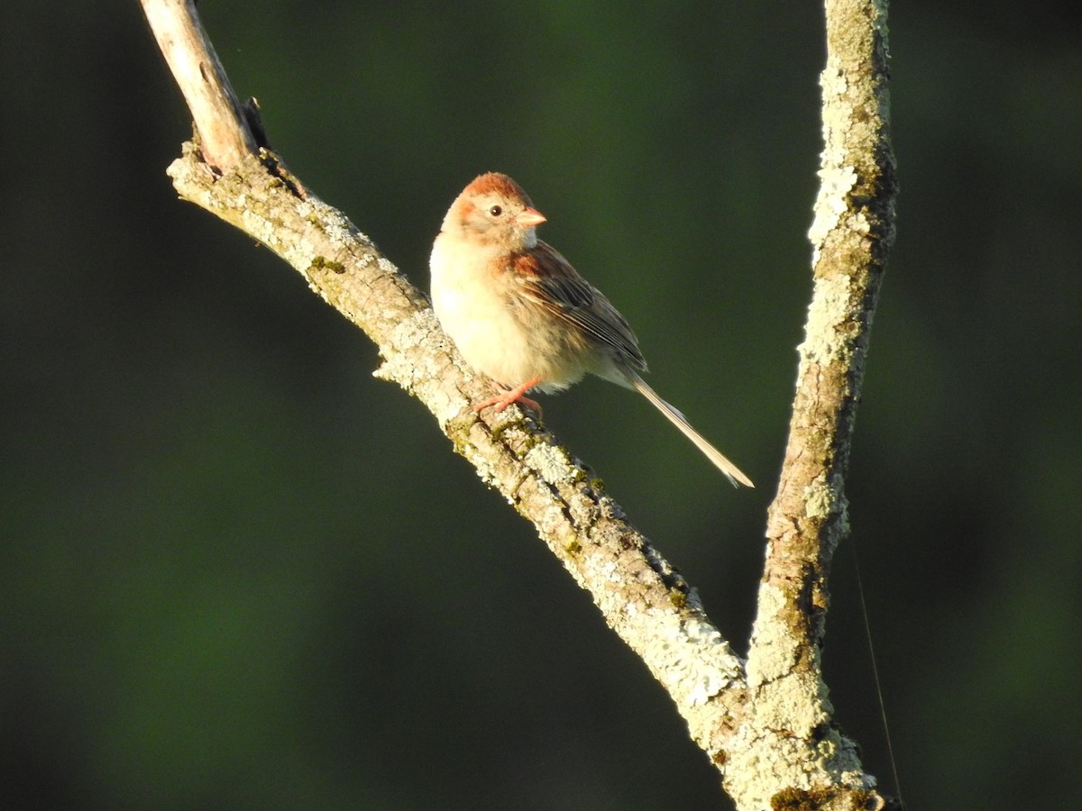 Field Sparrow - ML621095424