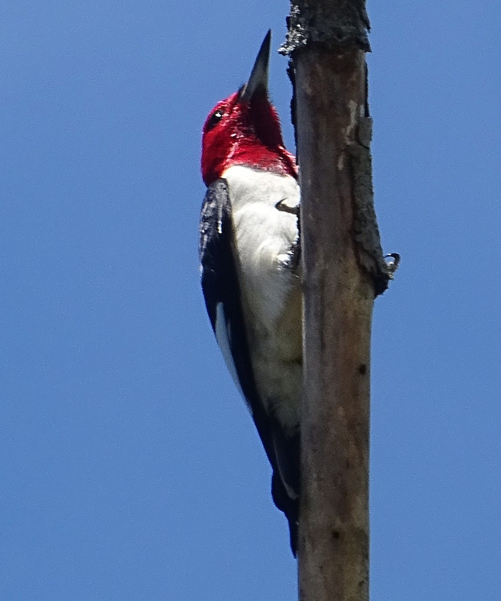 Red-headed Woodpecker - ML621095425