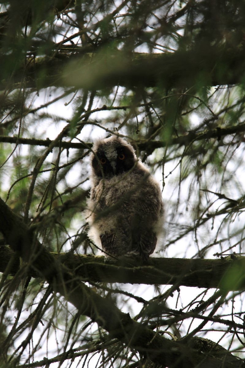 Long-eared Owl - ML621095426