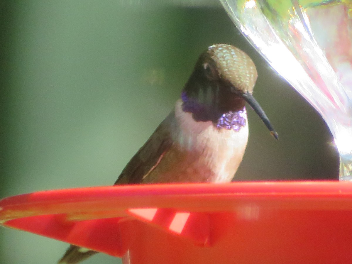 Black-chinned Hummingbird - ML621095441