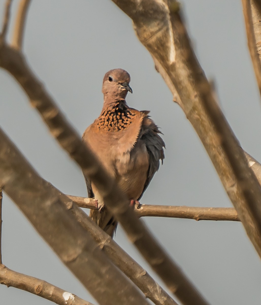 Laughing Dove - ML621095443