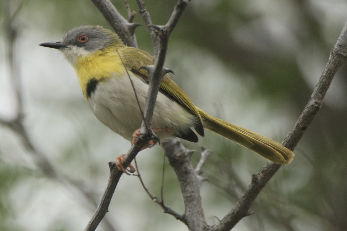 Yellow-breasted Apalis - ML621095445
