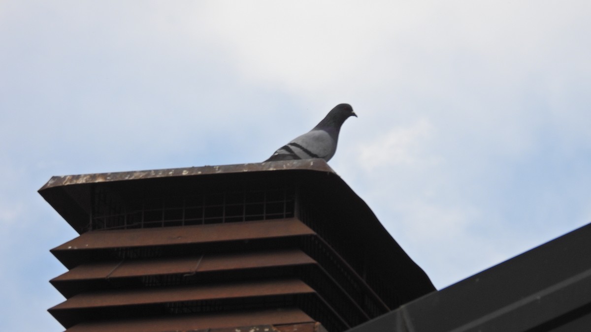 Rock Pigeon (Feral Pigeon) - ML621095455