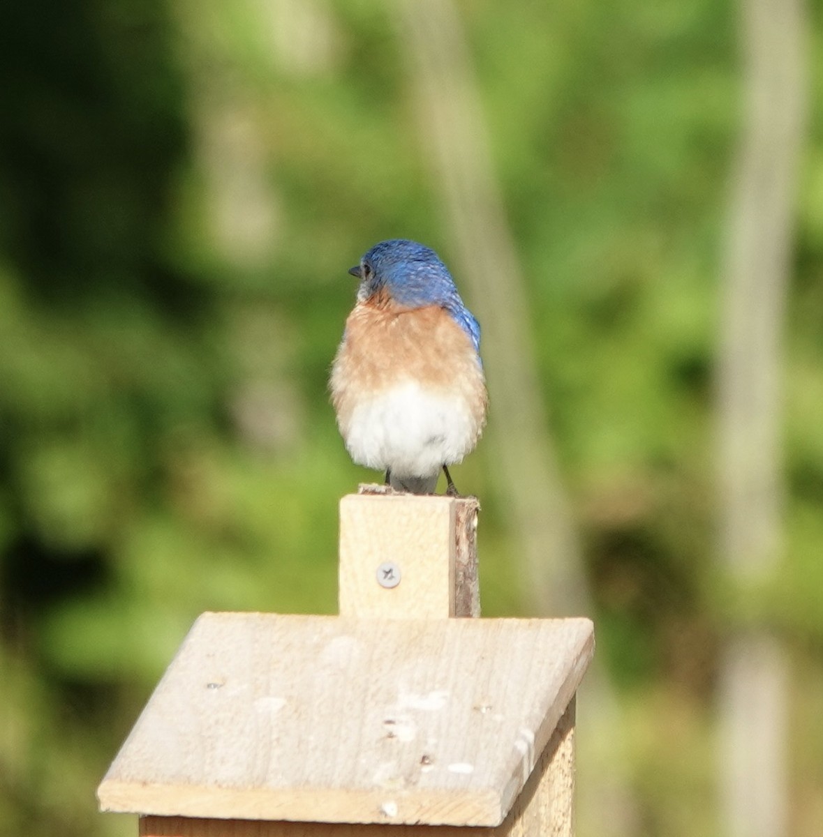 Eastern Bluebird - deidre asbjorn