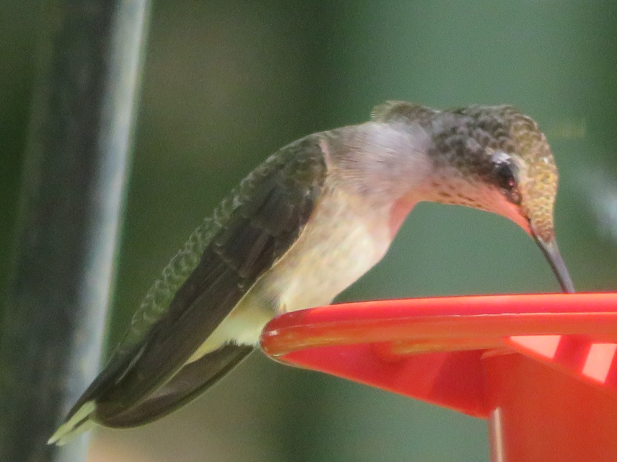 Black-chinned Hummingbird - ML621095485