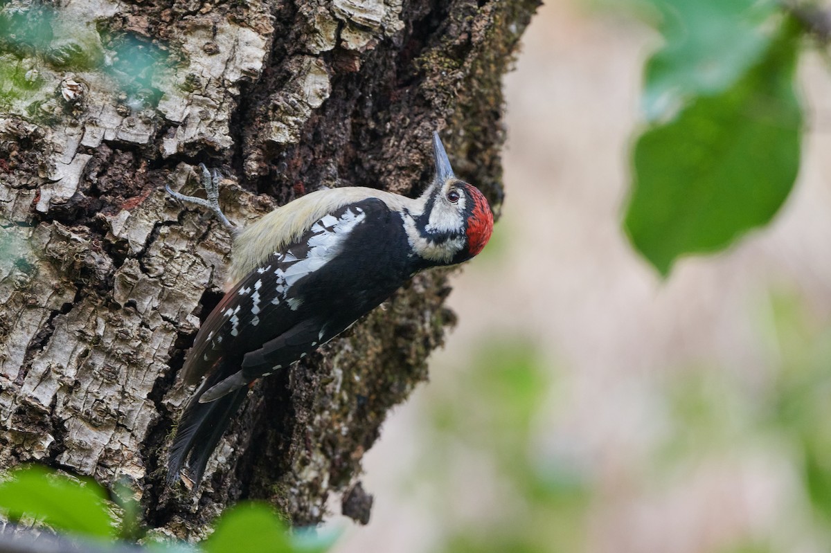 Himalayan Woodpecker - ML621095492