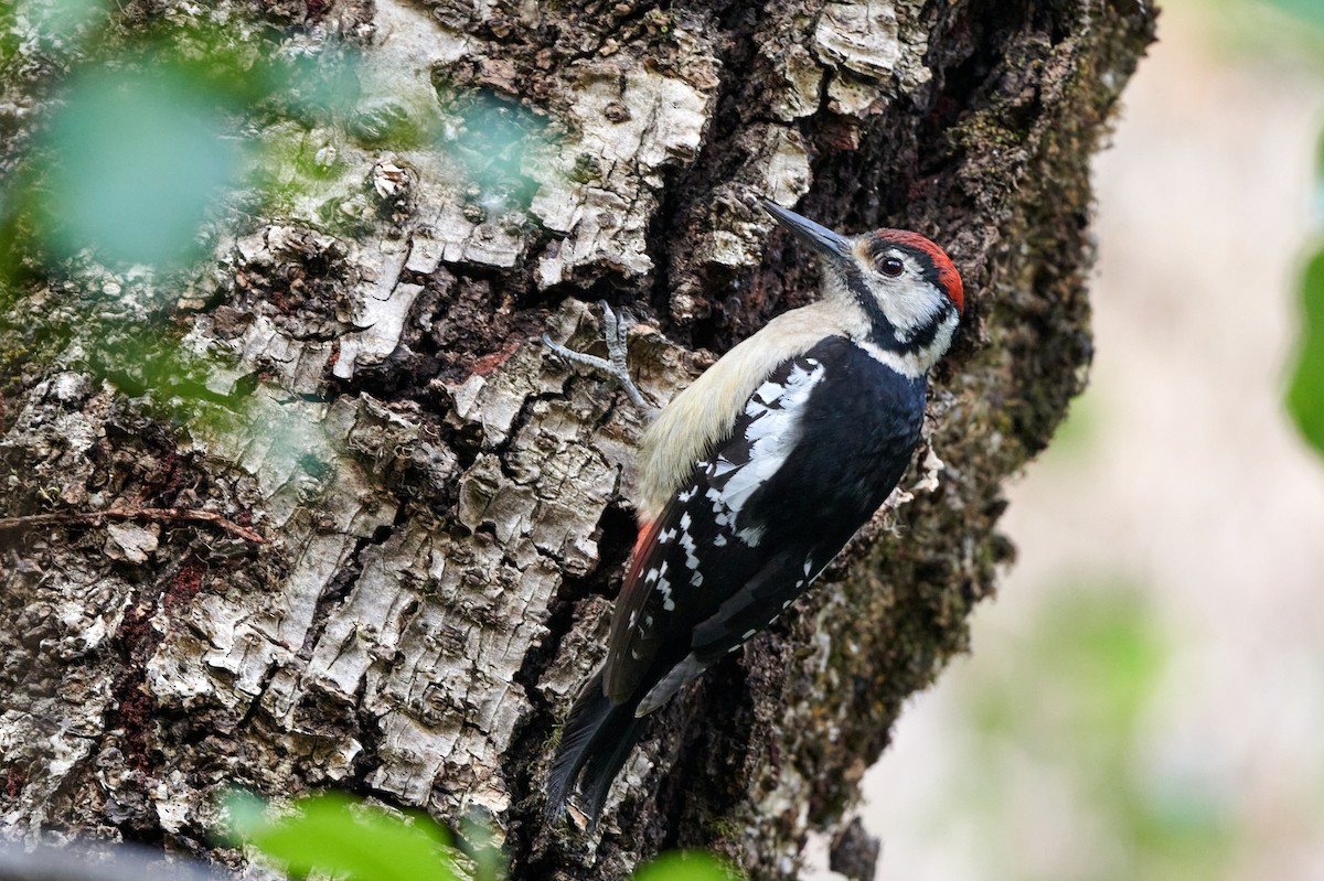 Himalayan Woodpecker - ML621095493