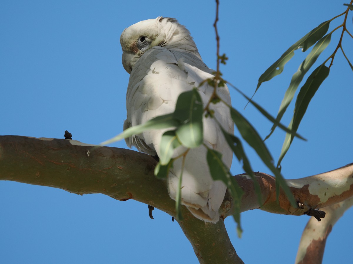 Cacatoès corella - ML621095504