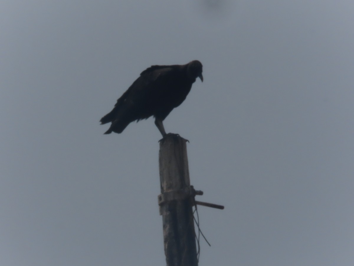 Black Vulture - ML621095514