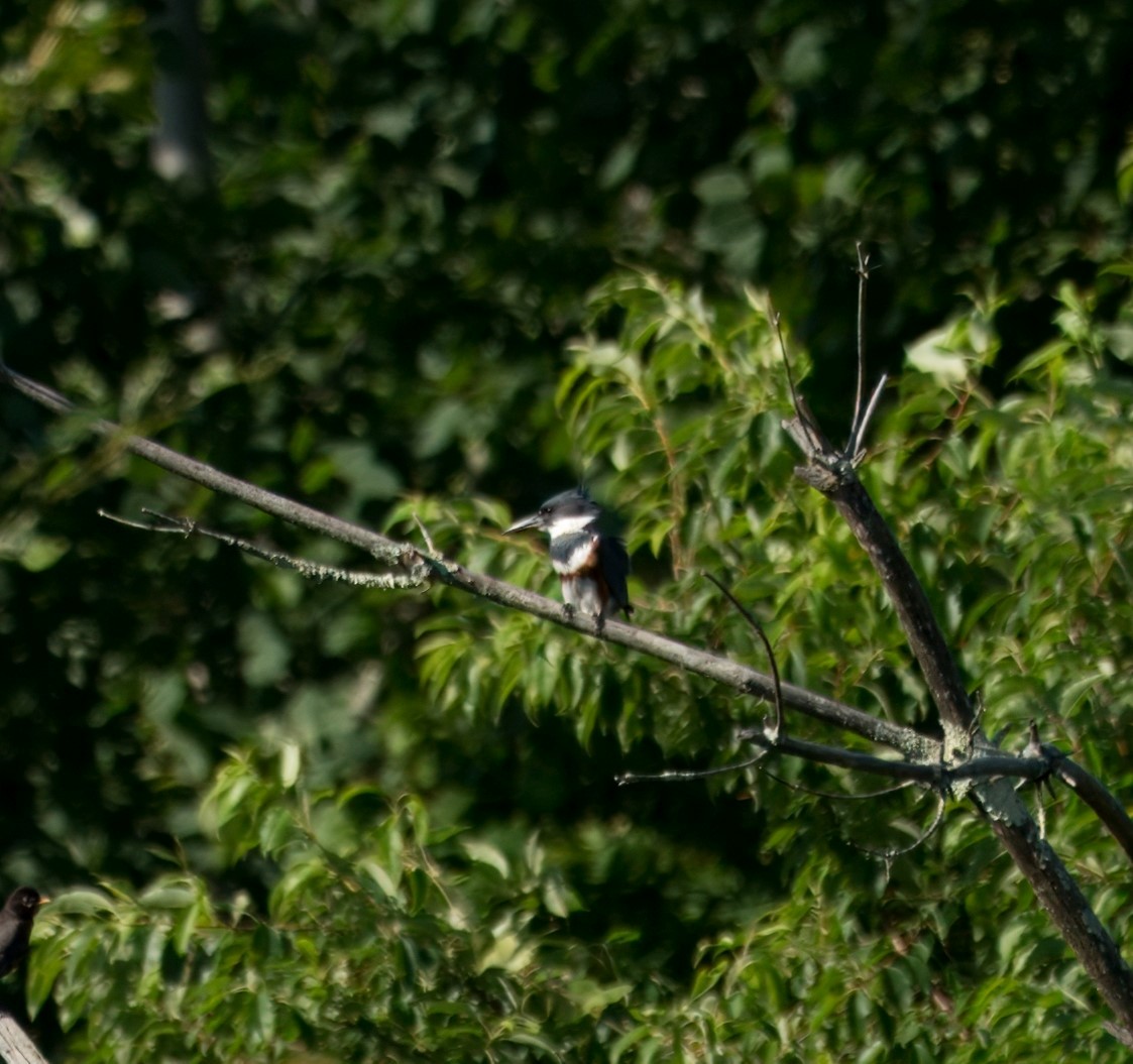 Belted Kingfisher - ML621095522