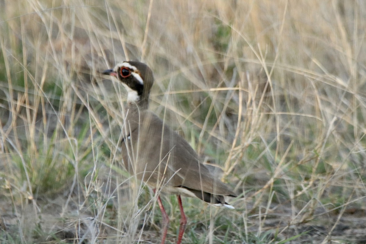 Crowned Lapwing - ML621095547