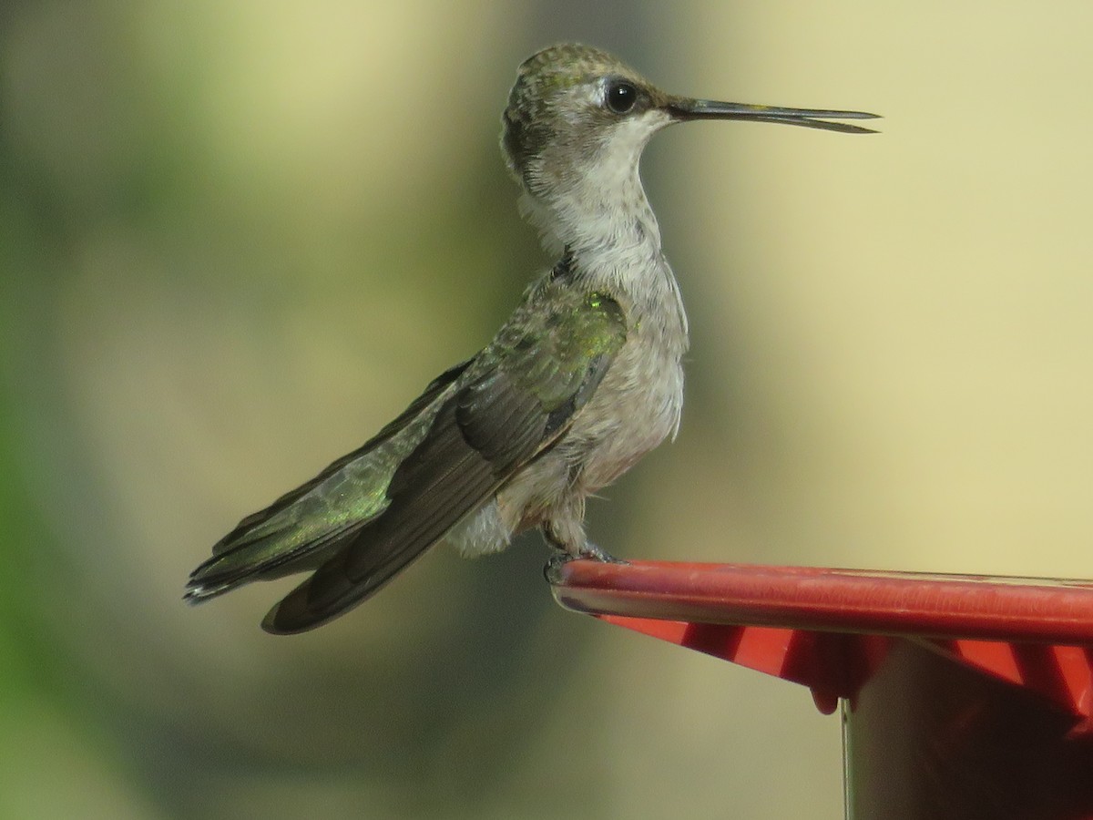 Black-chinned Hummingbird - ML621095549