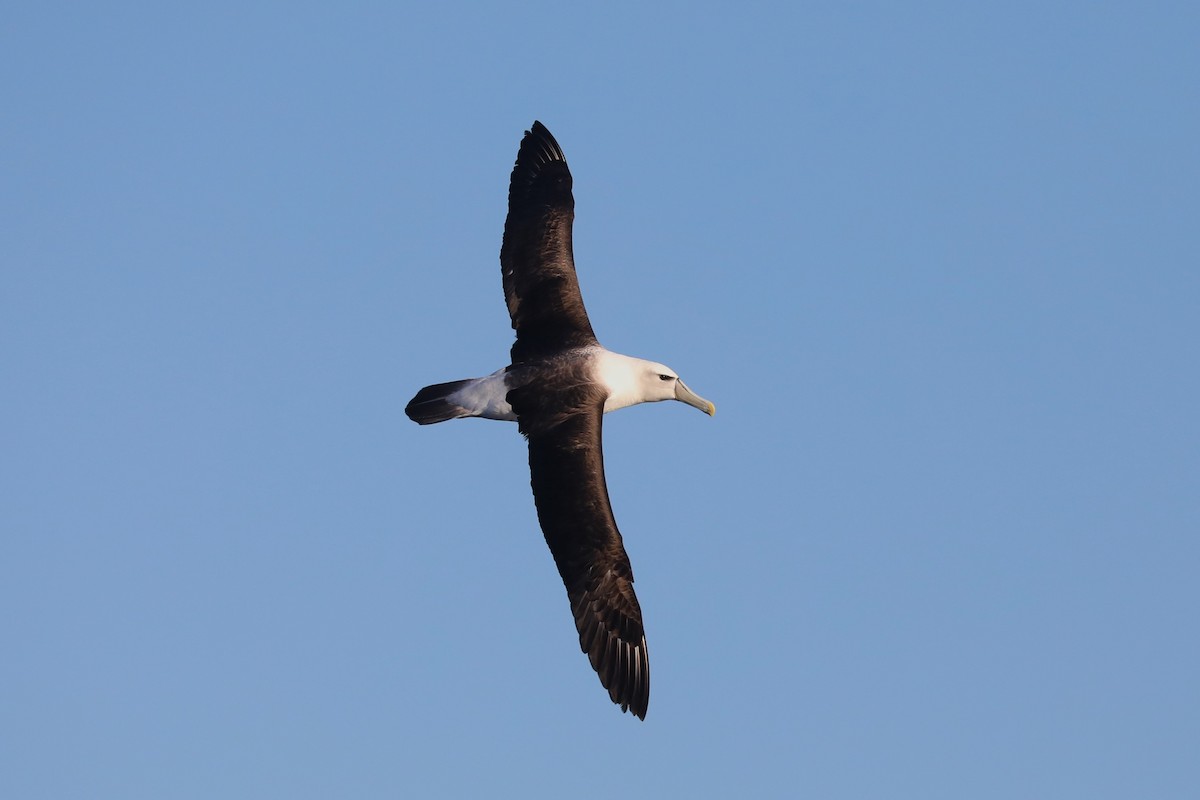 Albatros à cape blanche - ML621095551