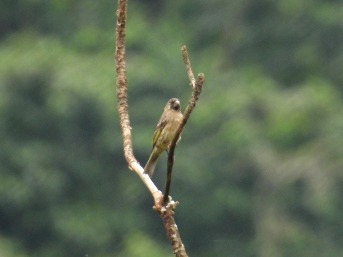 Thick-billed Seedeater - ML621095565