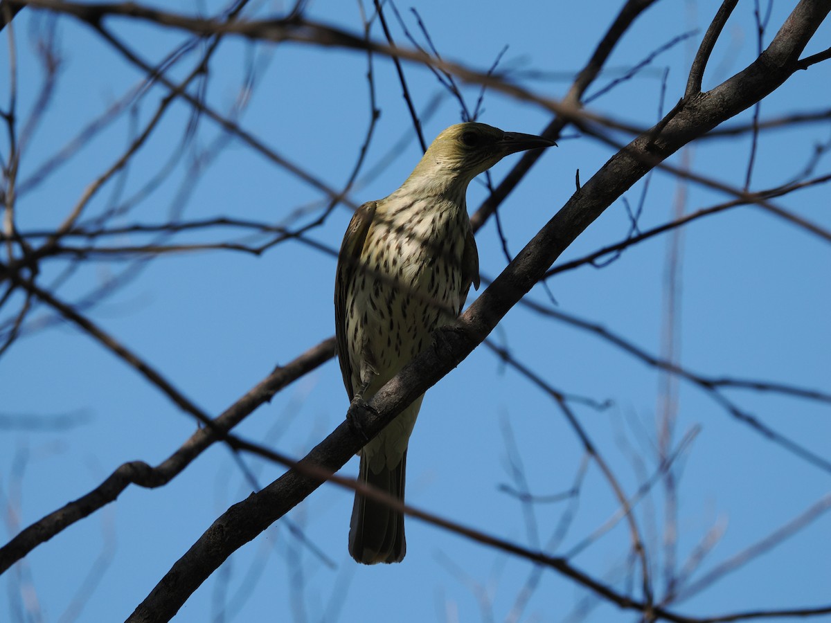 Olive-backed Oriole - ML621095571