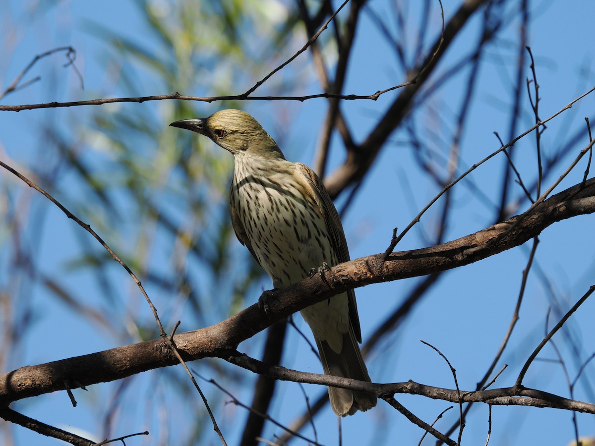 Olive-backed Oriole - ML621095573