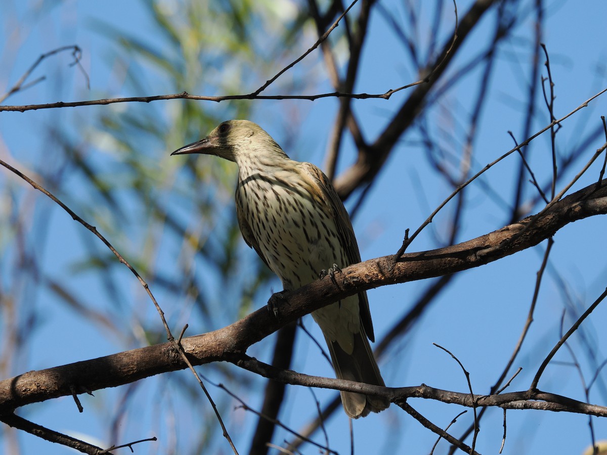 Olive-backed Oriole - Tony Richards