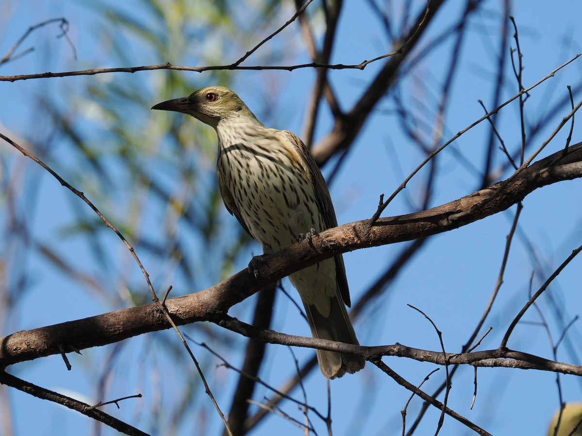 Olive-backed Oriole - ML621095575