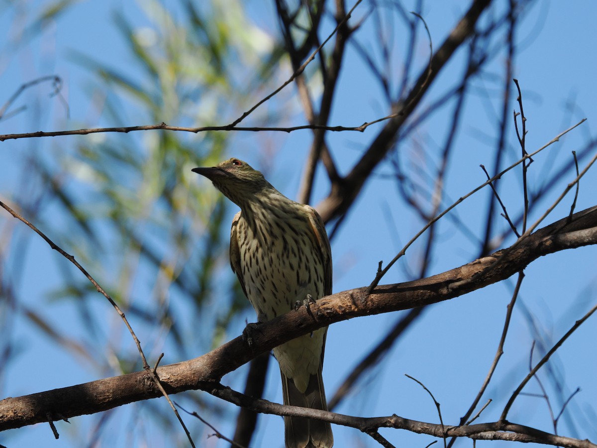 Olive-backed Oriole - ML621095576